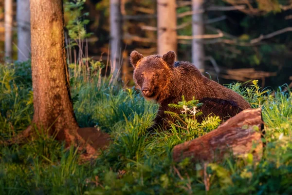 Dospělý Medvěd Hnědý Ursus Arctos Letním Lese — Stock fotografie