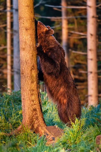 夏季森林中的野生成年棕熊 Ursus Arctos — 图库照片