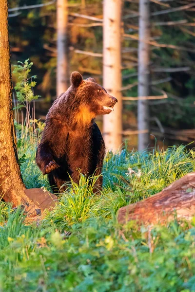 Wilde Volwassen Bruine Beer Ursus Arctos Het Zomerwoud — Stockfoto