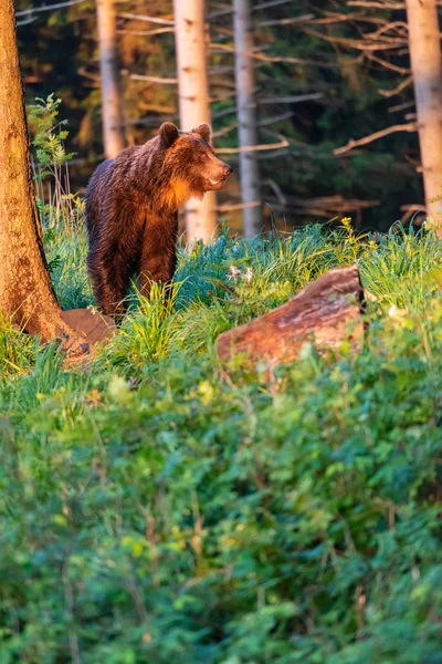 Oso Marrón Adulto Salvaje Ursus Arctos Bosque Verano —  Fotos de Stock