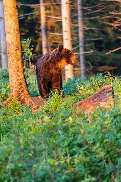 Dospělý Medvěd Hnědý Ursus Arctos Letním Lese — Stock fotografie