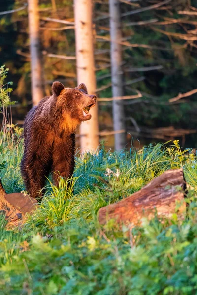 Vahşi Yetişkin Boz Ayı Ursus Arctos Yaz Ormanında — Stok fotoğraf