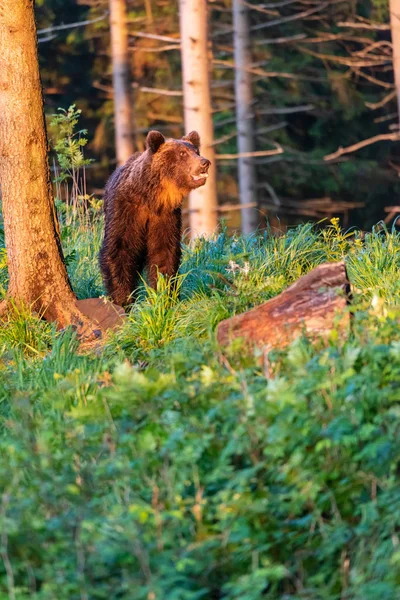 Dospělý Medvěd Hnědý Ursus Arctos Letním Lese — Stock fotografie