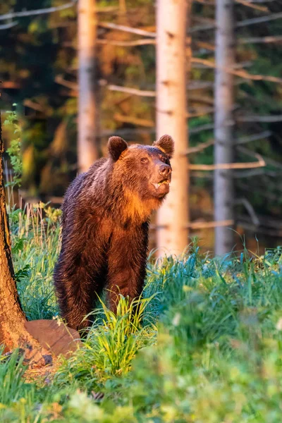 Vahşi Yetişkin Boz Ayı Ursus Arctos Yaz Ormanında — Stok fotoğraf