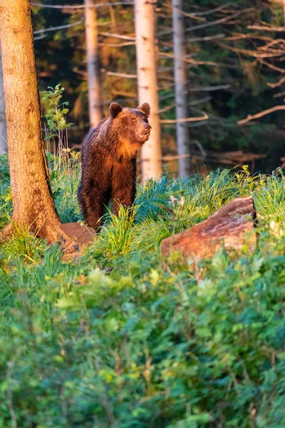 Dziki Dorosły Niedźwiedź Brunatny Ursus Arctos Lesie Letnim — Zdjęcie stockowe