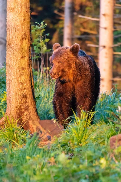 Vahşi Yetişkin Boz Ayı Ursus Arctos Yaz Ormanında — Stok fotoğraf