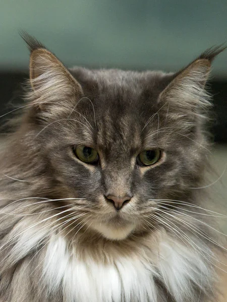 Close Retrato Adorável Maine Coon Cat Stare Isolado Fundo Preto — Fotografia de Stock