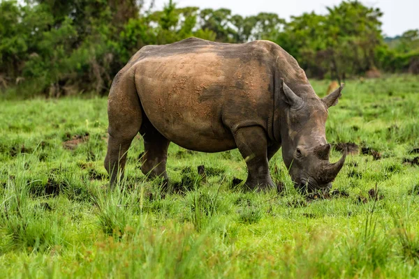 Photo Rapprochée Rhinocéros Blanc Rhinocéros Voie Disparition Visage Corne Œil — Photo