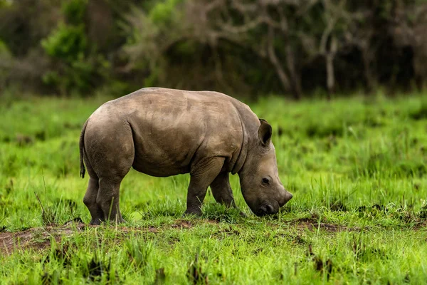 Μια Στενή Επάνω Φωτογραφία Του Ένα Απειλούμενο Λευκό Ρινόκερο Ρινόκερος — Φωτογραφία Αρχείου