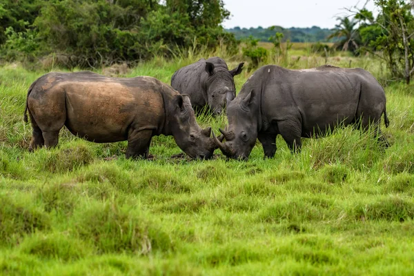 Крупним Планом Фото Зникаючих Білих Rhino Носоріг Обличчя Роги Очей — стокове фото