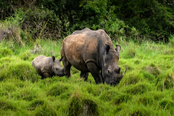 A close up photo of an endangered white rhino / rhinoceros face,horn and eye. South Africa