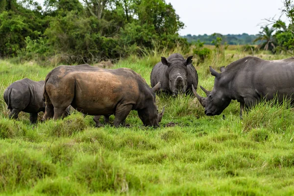 Uma Foto Perto Rinoceronte Rinoceronte Branco Ameaçado Extinção Rosto Chifre — Fotografia de Stock