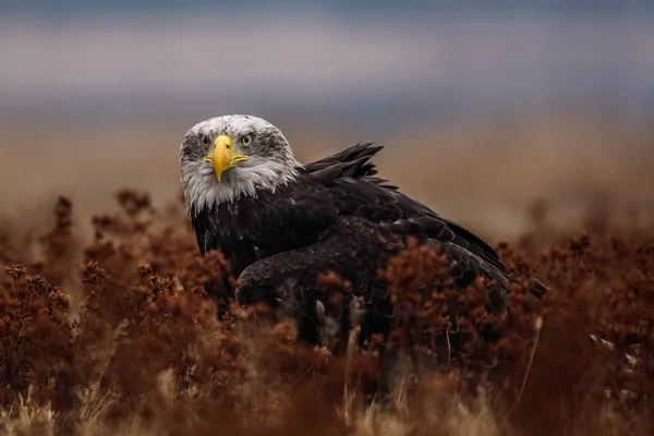 대머리 독수리 Haliaeetus Leucocephalus의 초상화 — 스톡 사진