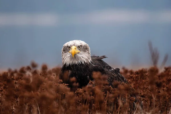 Porträt Des Weißkopfseeadlers Haliaeetus Leucocephalus — Stockfoto