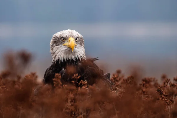 대머리 독수리 Haliaeetus Leucocephalus의 초상화 — 스톡 사진