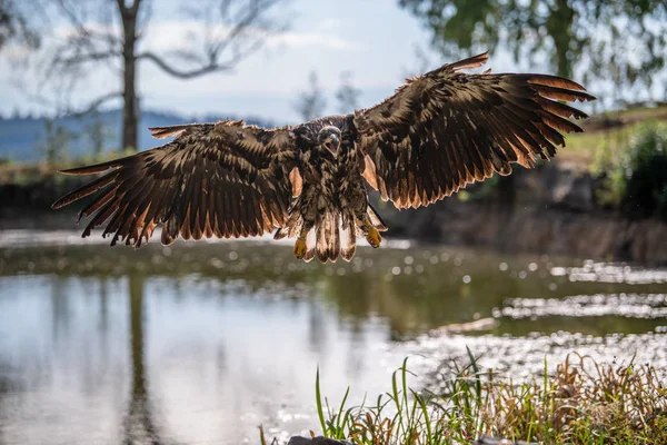 White Tailed Eagle Haliaeetus Albicilla Flying Water Bird Prey Forest — 스톡 사진