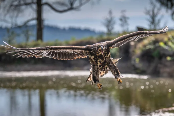 Vitstjärtad Örn Haliaeetus Albicilla Flyger Över Vattnet Rovfågel Med Skog — Stockfoto