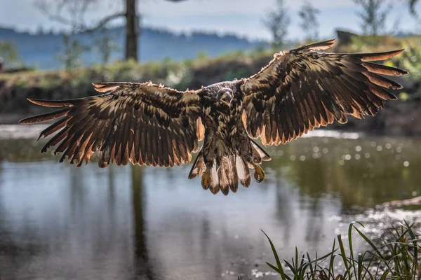 White Tailed Eagle Haliaeetus Albicilla Flying Water Bird Prey Forest — 스톡 사진