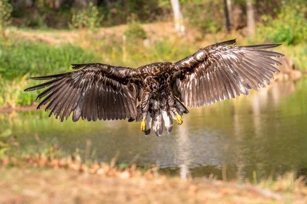 Білохвостий Орел Haliaeetus Albicilla Летить Над Водою Птах Здобичі Лісом — стокове фото