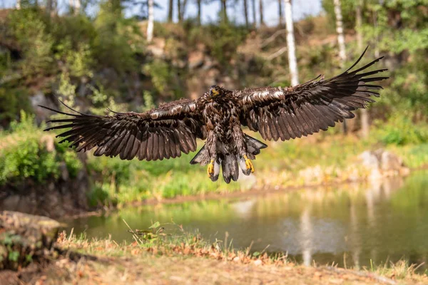 白尾鹰 海莉仙人掌 在水面上飞翔 以森林为背景的猛禽 自然界中的动物栖息地 来自瑞典的野生动物 鹰在黑暗的湖面上飞翔 — 图库照片