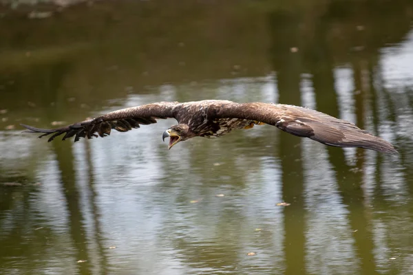 Vitstjärtad Örn Haliaeetus Albicilla Flyger Över Vattnet Rovfågel Med Skog — Stockfoto