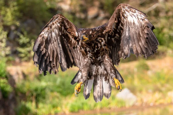 Vitstjärtad Örn Haliaeetus Albicilla Flyger Över Vattnet Rovfågel Med Skog — Stockfoto