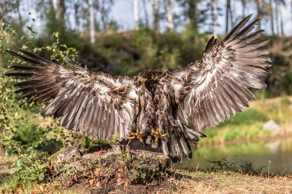 Vitstjärtad Örn Haliaeetus Albicilla Flyger Över Vattnet Rovfågel Med Skog — Stockfoto