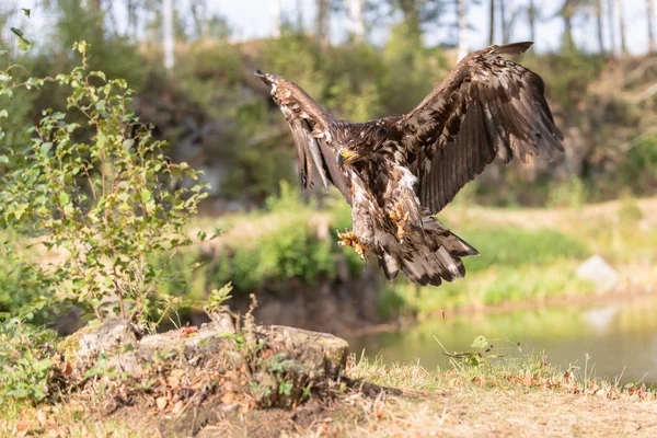 Vitstjärtad Örn Haliaeetus Albicilla Flyger Över Vattnet Rovfågel Med Skog — Stockfoto