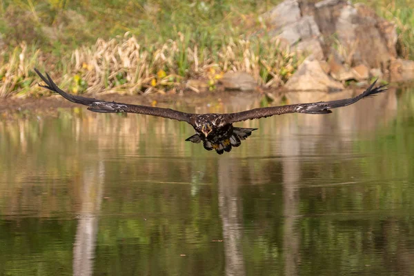 Vitstjärtad Örn Haliaeetus Albicilla Flyger Över Vattnet Rovfågel Med Skog — Stockfoto