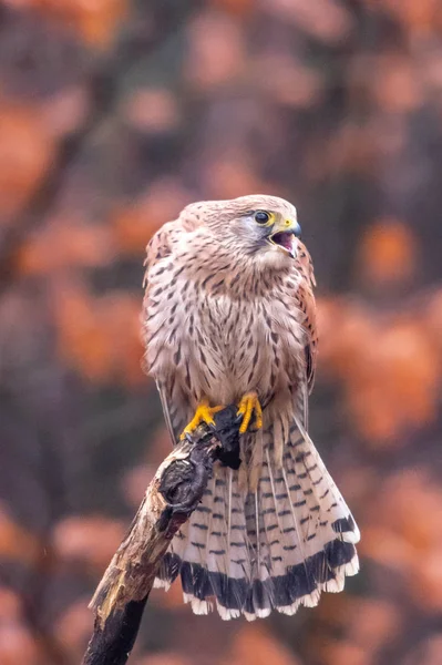 Faucon Crécerelle Falco Tinnunculus Est Une Espèce Oiseau Proie Appartenant — Photo