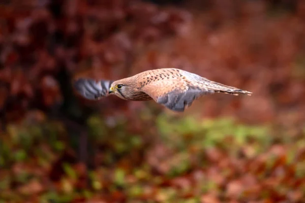 Cernícalo Común Falco Tinnunculus Una Especie Ave Rapaz Perteneciente Grupo — Foto de Stock