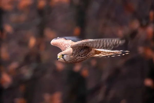 Боривітер Звичайний Falco Тіннукуус Птах Належить Групи Боривітер Сімейства Соколиних — стокове фото
