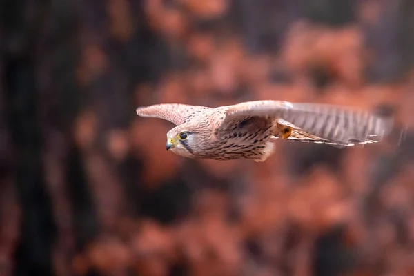 Turmfalke Falco Tinnunculus Ist Eine Greifvogelart Die Zur Gruppe Der — Stockfoto