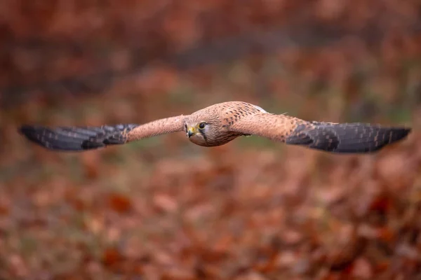 Tornfalk Falco Tinnunculus Fågel Familjen Falkar Inom Ordningen Tättingar Även — Stockfoto