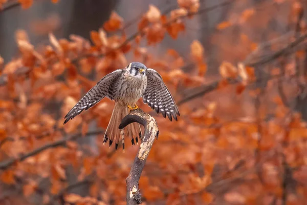 Amerikan Kerkenez Falco sparverius ormanlık ormanda sonbaharda bir şube oturdu
