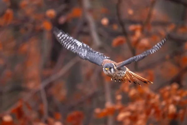 Cernícalo Americano Falco Sparverius Sentó Una Rama Otoño Bosque —  Fotos de Stock