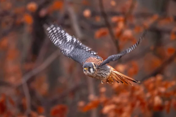 Amerikanischer Turmfalke Sparverius Saß Herbst Wald Auf Einem Ast — Stockfoto