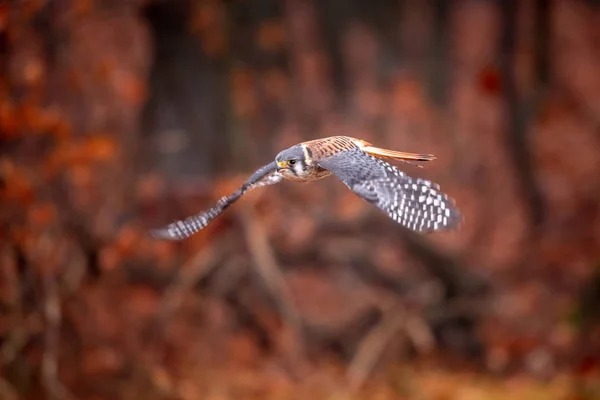 Amerikanska Kestrel Falco Sparverius Satt Filial Höst Hösten Skogs Skogen — Stockfoto