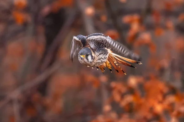 Kestrel Falco Sparverius Americano Sentou Ramo Outono Outono Floresta Florestal — Fotografia de Stock