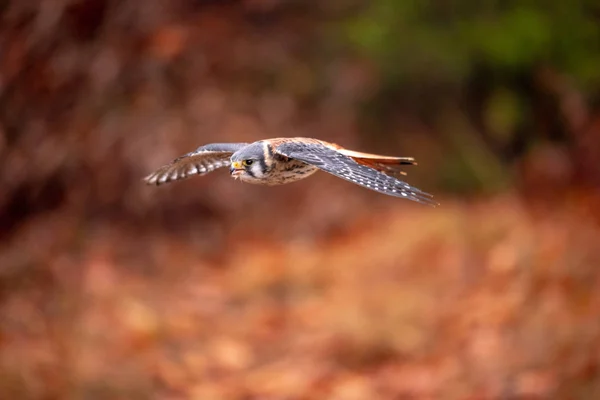 American Kestrel Falco Sparverius Sat Branch Fall Autumn Woodland Forest — Stock Photo, Image
