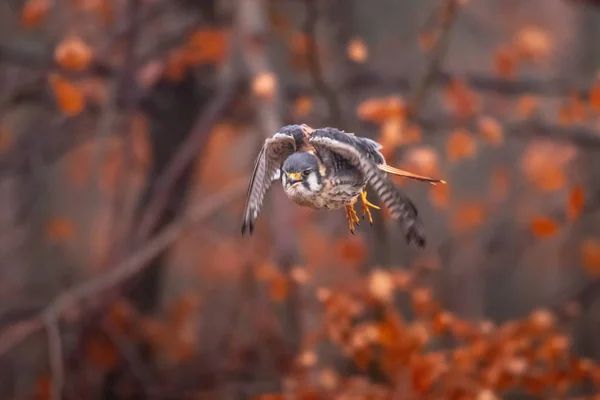 Amerykański Kestrel Falco Sparverius Siedział Gałęzi Jesienią Jesieni Lesie Lasów — Zdjęcie stockowe