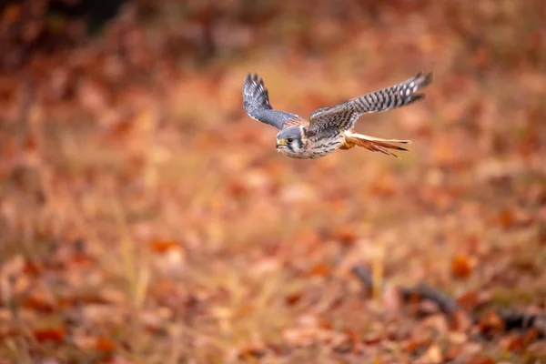 Kestrel Falco Sparverius Americano Sentou Ramo Outono Outono Floresta Florestal — Fotografia de Stock