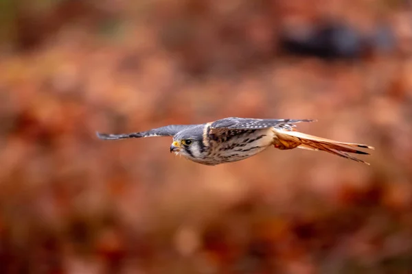 Amerikai Kestrel Falco Sparverius Ült Egy Ága Ősszel Ősszel Erdei — Stock Fotó
