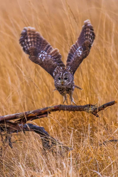 Strix Aluco Waldkauz Den Frühen Morgenstunden Landete Mit Ausgestreckten Flügeln — Stockfoto