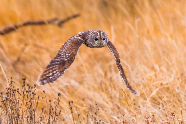 Strix Aluco Tawny Owl Wczesnym Rankiem Wylądował Starym Korzeniu Wyciągniętymi — Zdjęcie stockowe