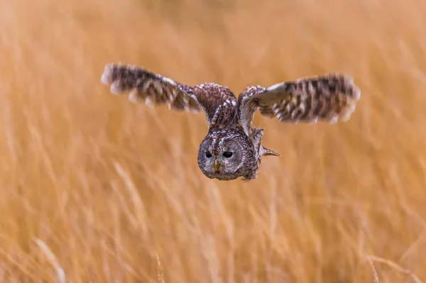 Strix Aluco Časně Ráno Tawnyj Sova Přistála Starém Kořenu Roztaženými — Stock fotografie