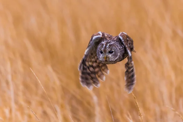 Strix Aluco Tawny Owl Wczesnym Rankiem Wylądował Starym Korzeniu Wyciągniętymi — Zdjęcie stockowe