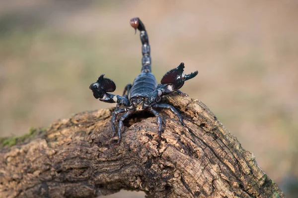 Empereur Scorpion Est Une Espèce Scorpion Originaire Des Forêts Tropicales — Photo