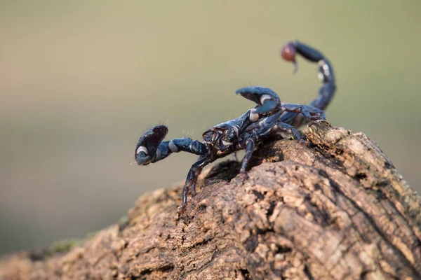 Emperor Scorpion Uma Espécie Escorpião Nativa Das Florestas Tropicais Savanas — Fotografia de Stock