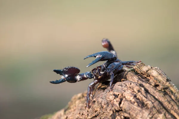 Empereur Scorpion Est Une Espèce Scorpion Originaire Des Forêts Tropicales — Photo